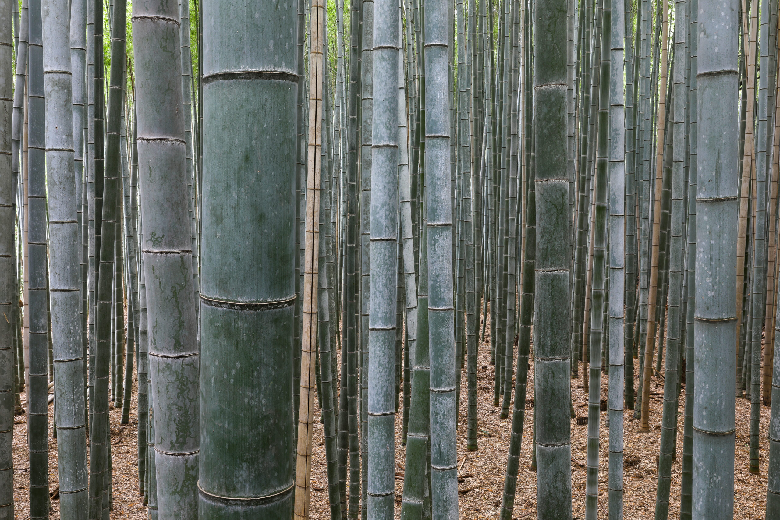 The Arashiyama bamboo grove towering path, Kyoto