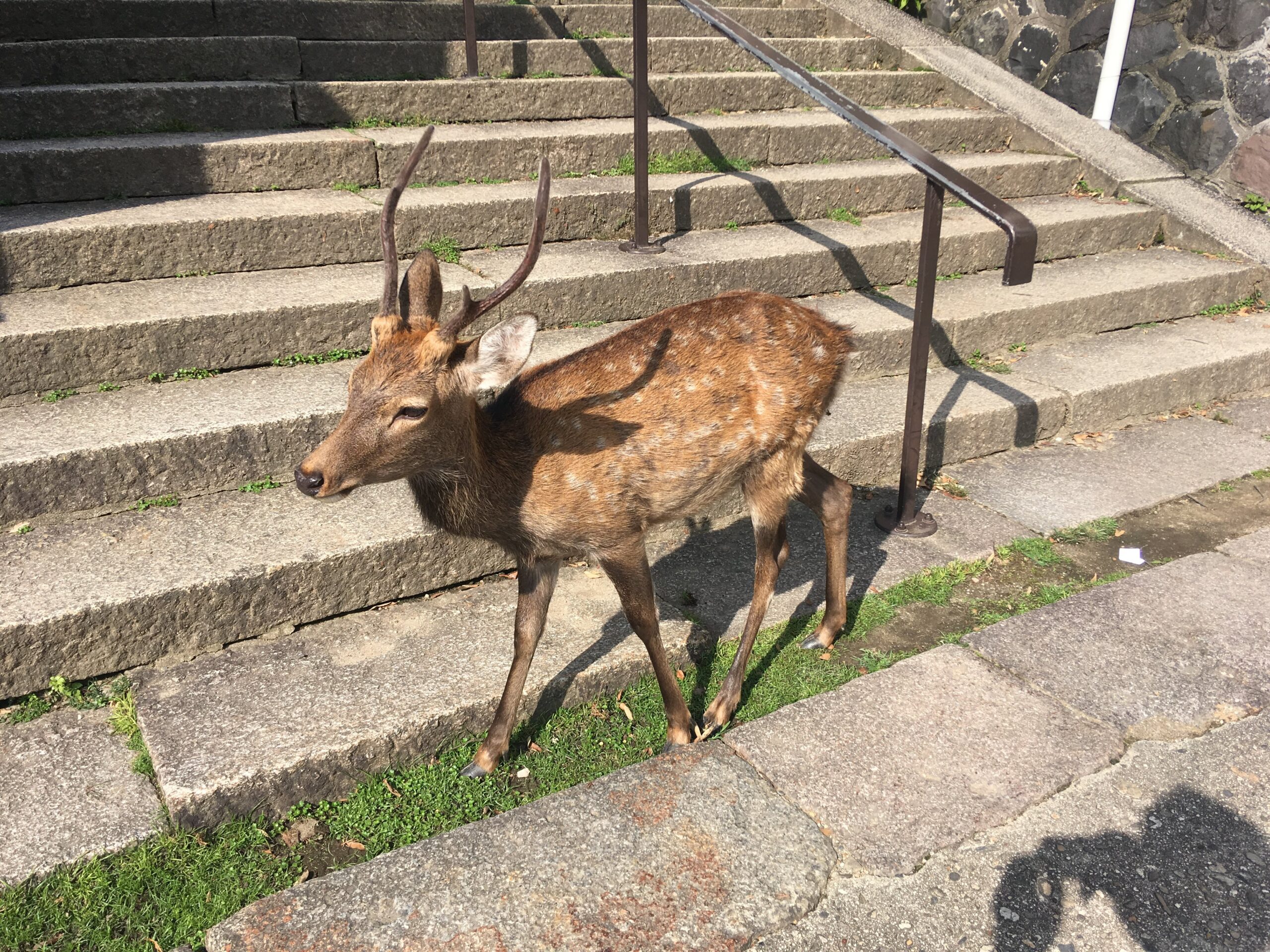Free-roaming sacred deer in Nara Park, near Kyoto