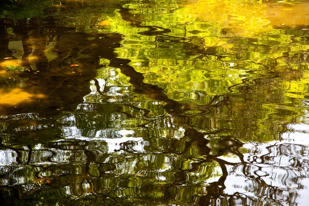 Japanese garden pond reflection