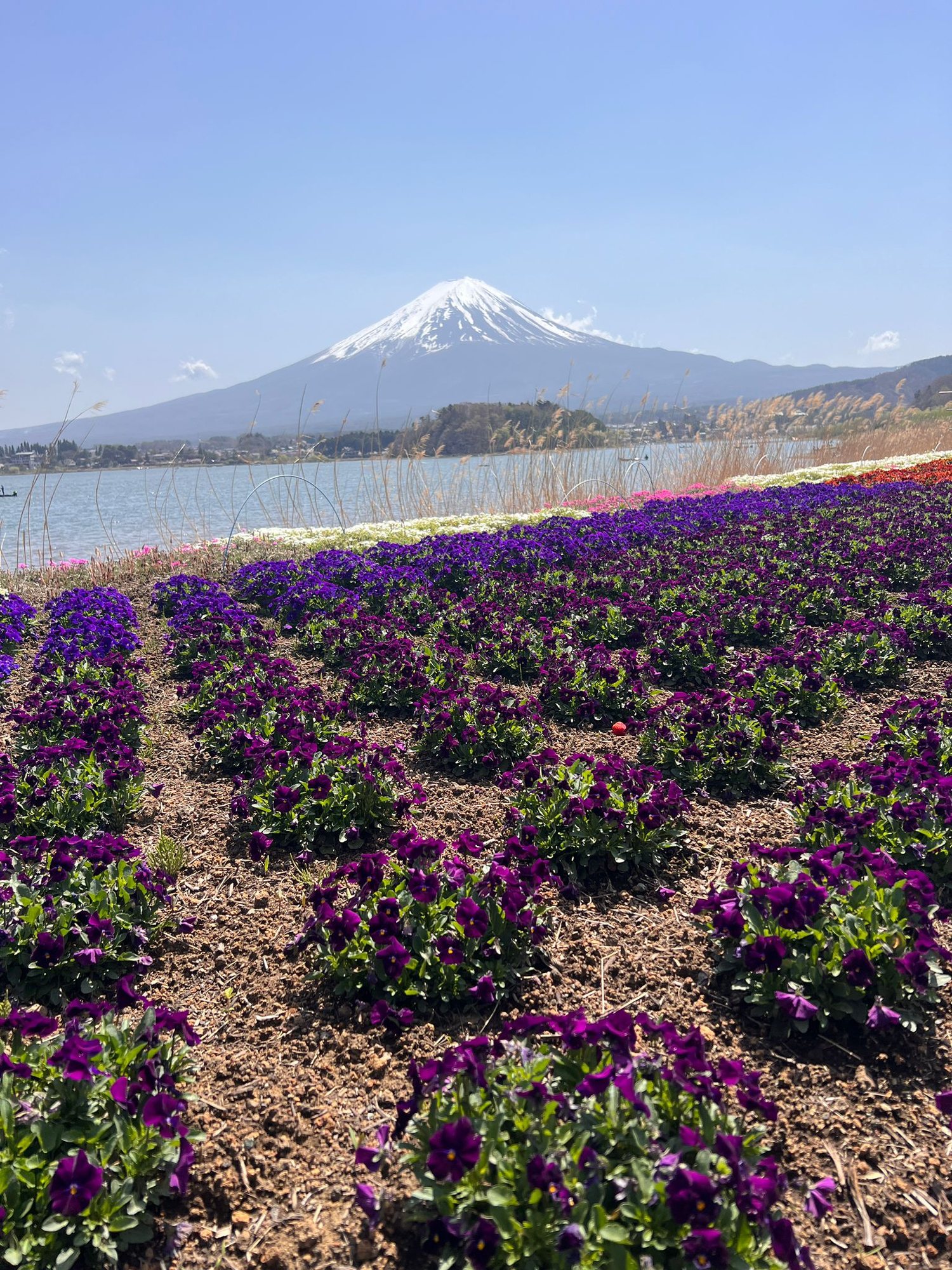 Purple pansies and flower garden with Mount Fuji across the lake