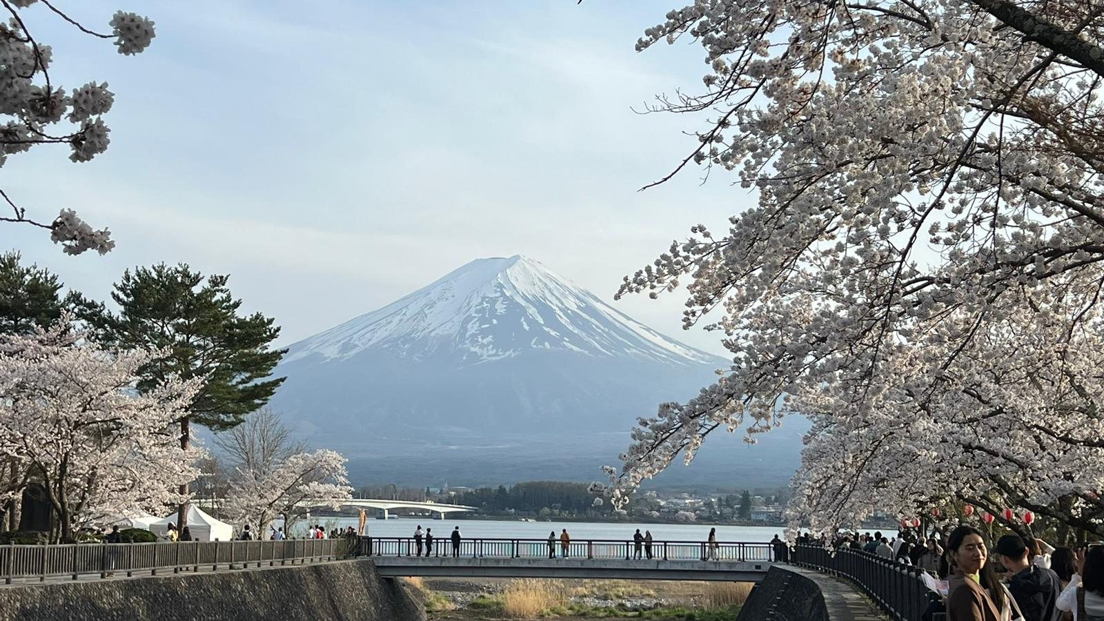 Mount Fuji across Lake Kawaguchiko with a cherry blossom avenue and walking bridge