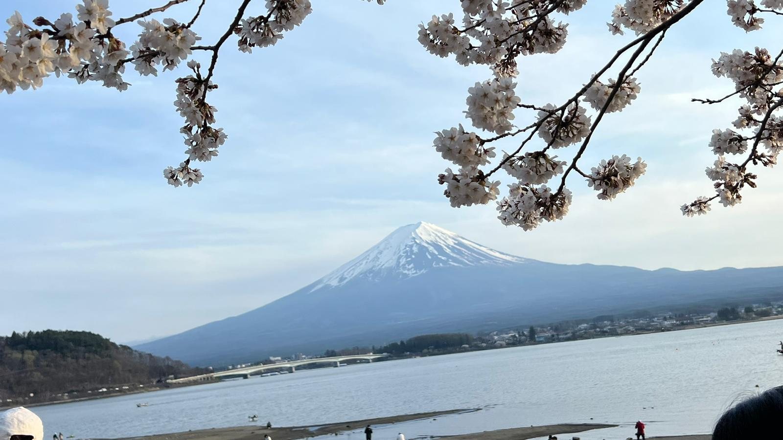 Mount Fuji framed by cherry blossom branches above Lake Kawaguchiko