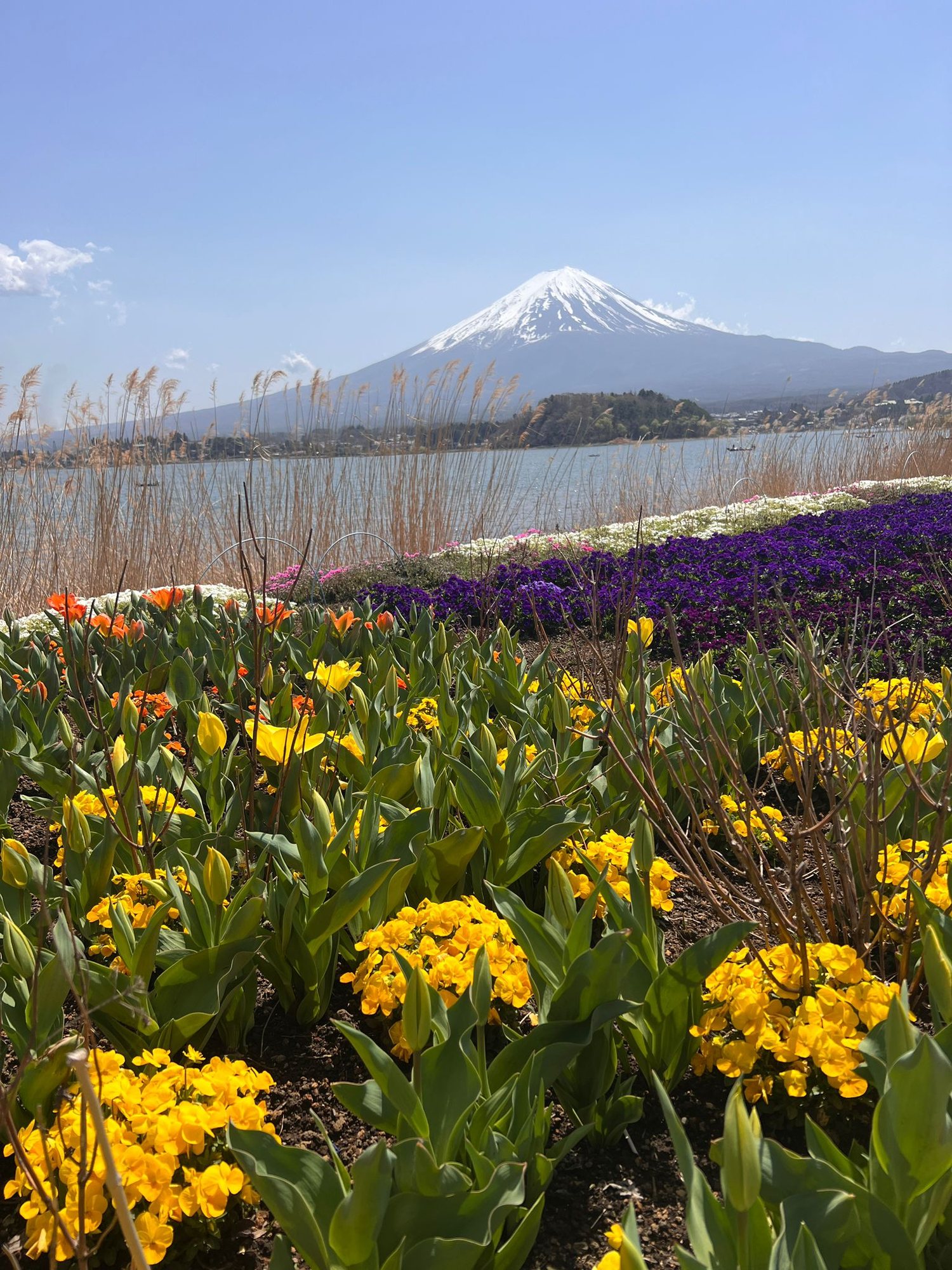 Tulip flower field with Mount Fuji across Lake Kawaguchiko