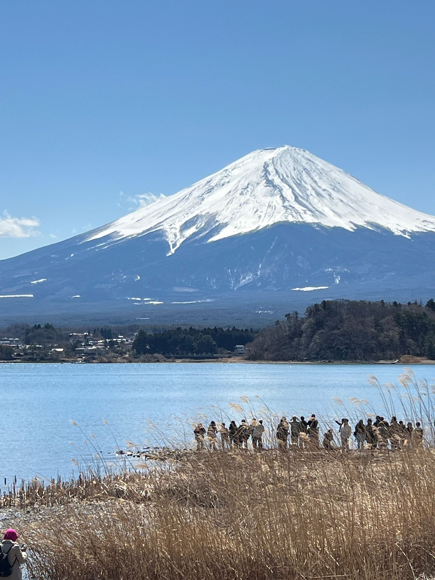 Mount Fuji from the Kawaguchiko lakeshore with winter reed grass