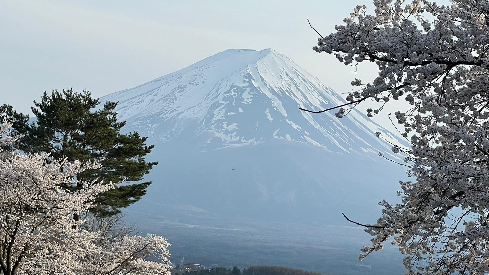 Snow-capped Mount Fuji framed by cherry blossom trees under a clear blue sky