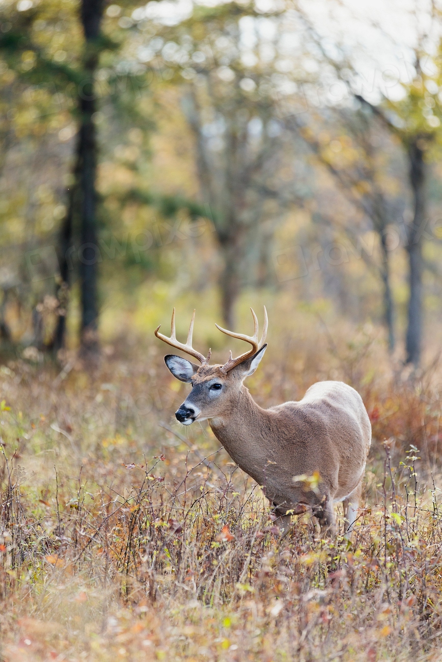 deer nature wildlife autumn