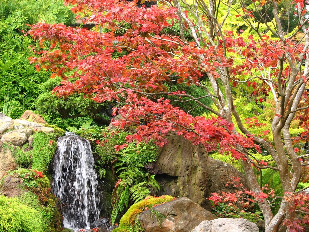 Japanese garden in autumn
