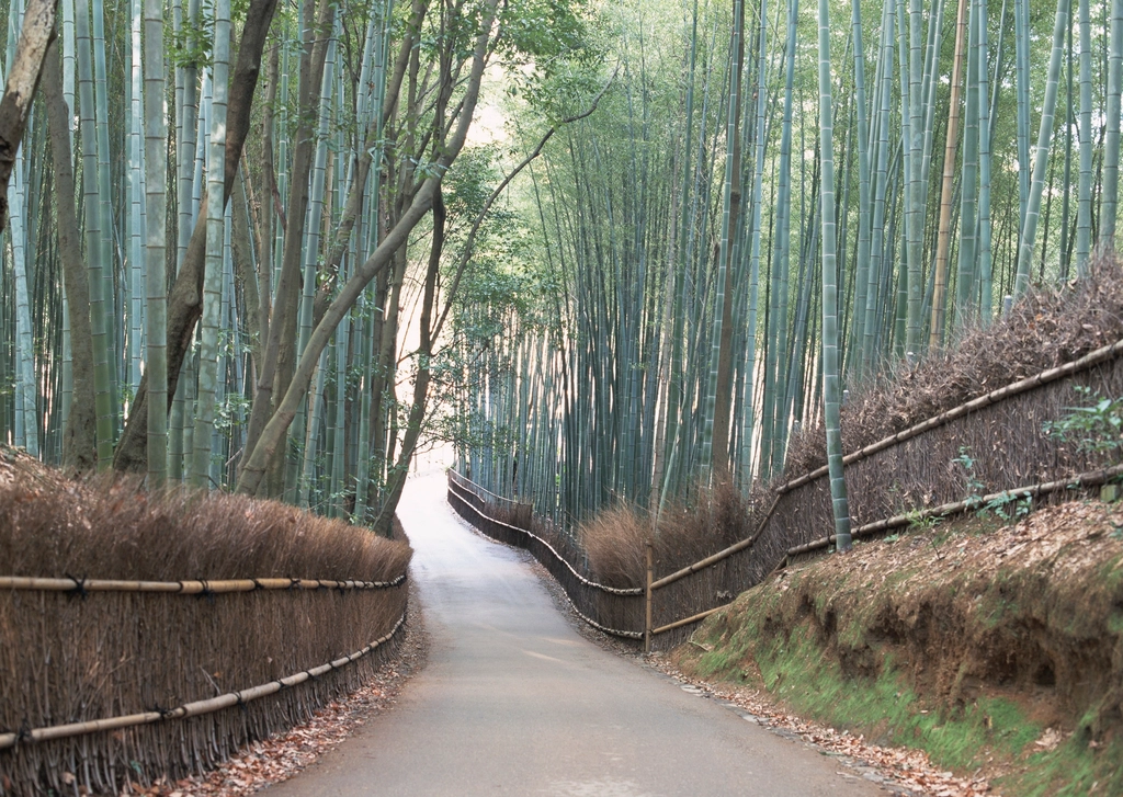Arashiyama bamboo grove, Kyoto